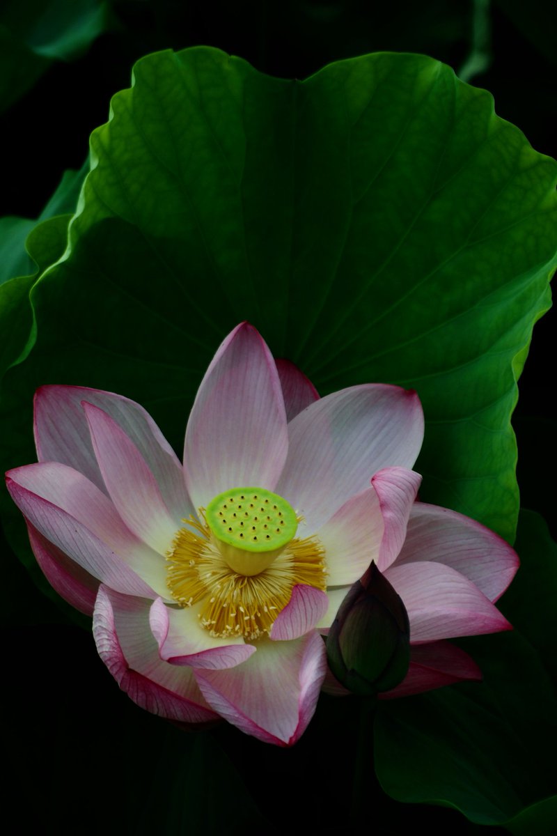 kotama64's tweet photo. 蓮の花
#写真好きな人と繋がりたい 
#ファインダー越しの私の世界 
#蓮花 https://t.co/jLcSna3noF