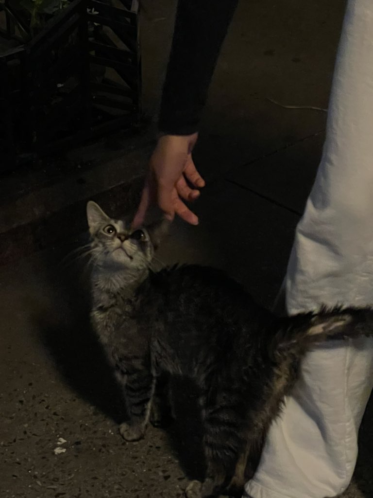 vycsl's tweet photo. A STREET KITTY OMFG. https://t.co/KZVPLT7dcm