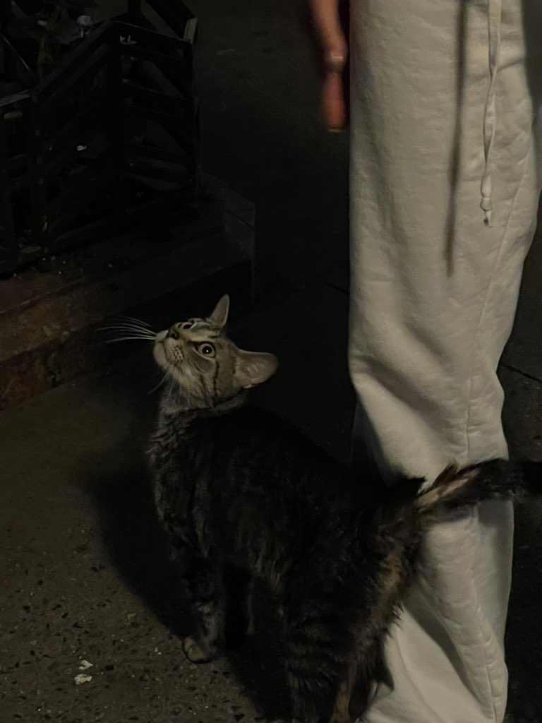 vycsl's tweet photo. A STREET KITTY OMFG. https://t.co/KZVPLT7dcm