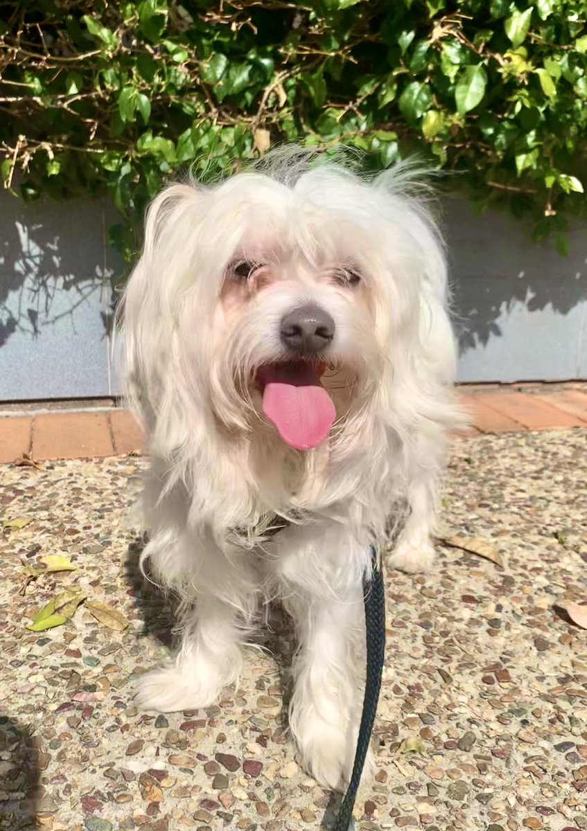 Hey everybody! 

Day 2 of my walk for PawGust! It’s a warm day for winter & I enjoyed my sniffari 🐶💙Pls suppawt my walk for Guide Dogs via the link! 

Luv Rocky! 

#pawgust #dogwalk #guidedogs #guidedogsaustralia #guidedogsnz #dogsoftwitter #dogsofx

pawgust.com.au/fundraisers/ga…