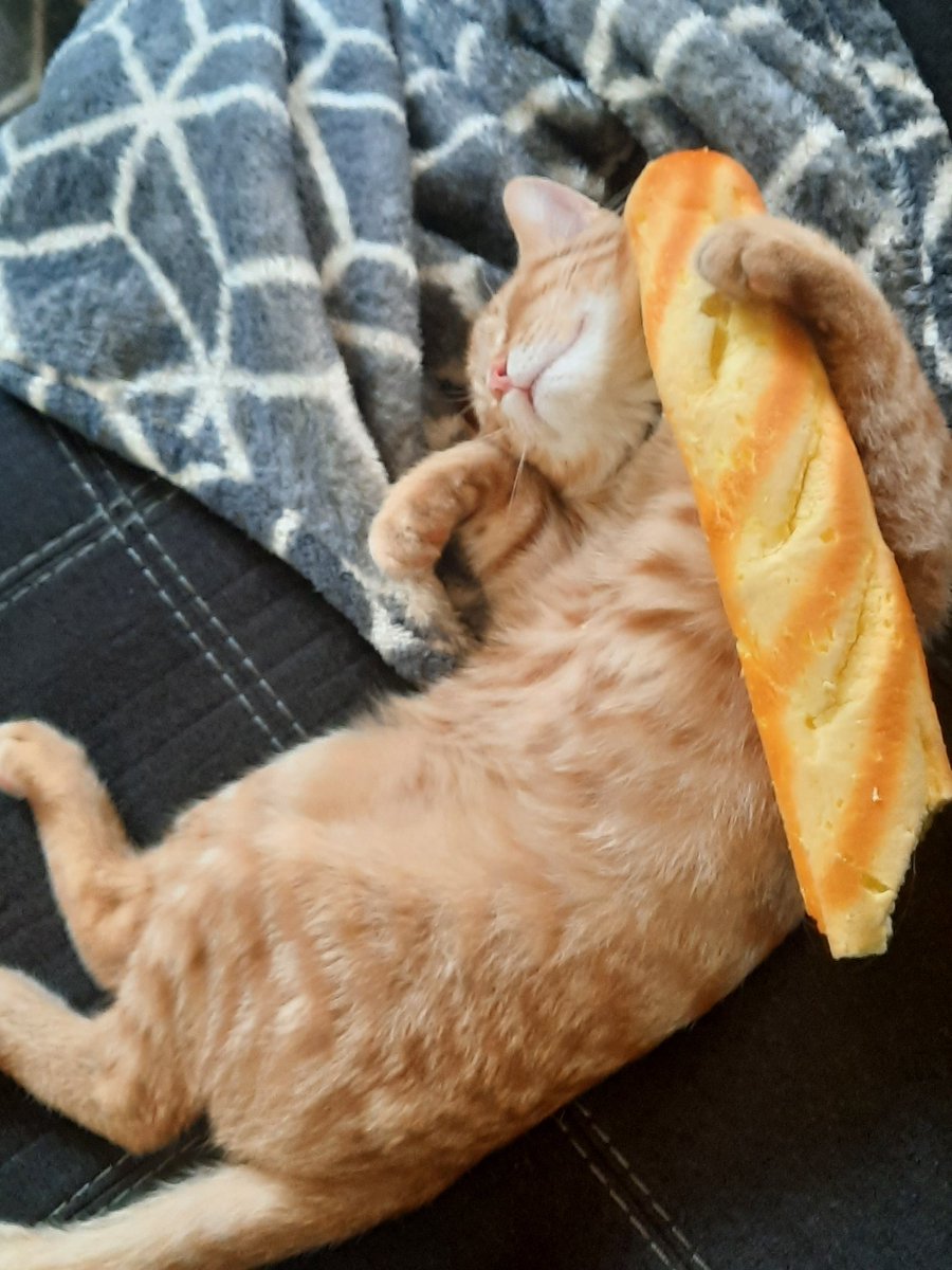 jox2pose's tweet photo. @cat_auras Enjoys long walks and baking https://t.co/GZoYPeMXuf