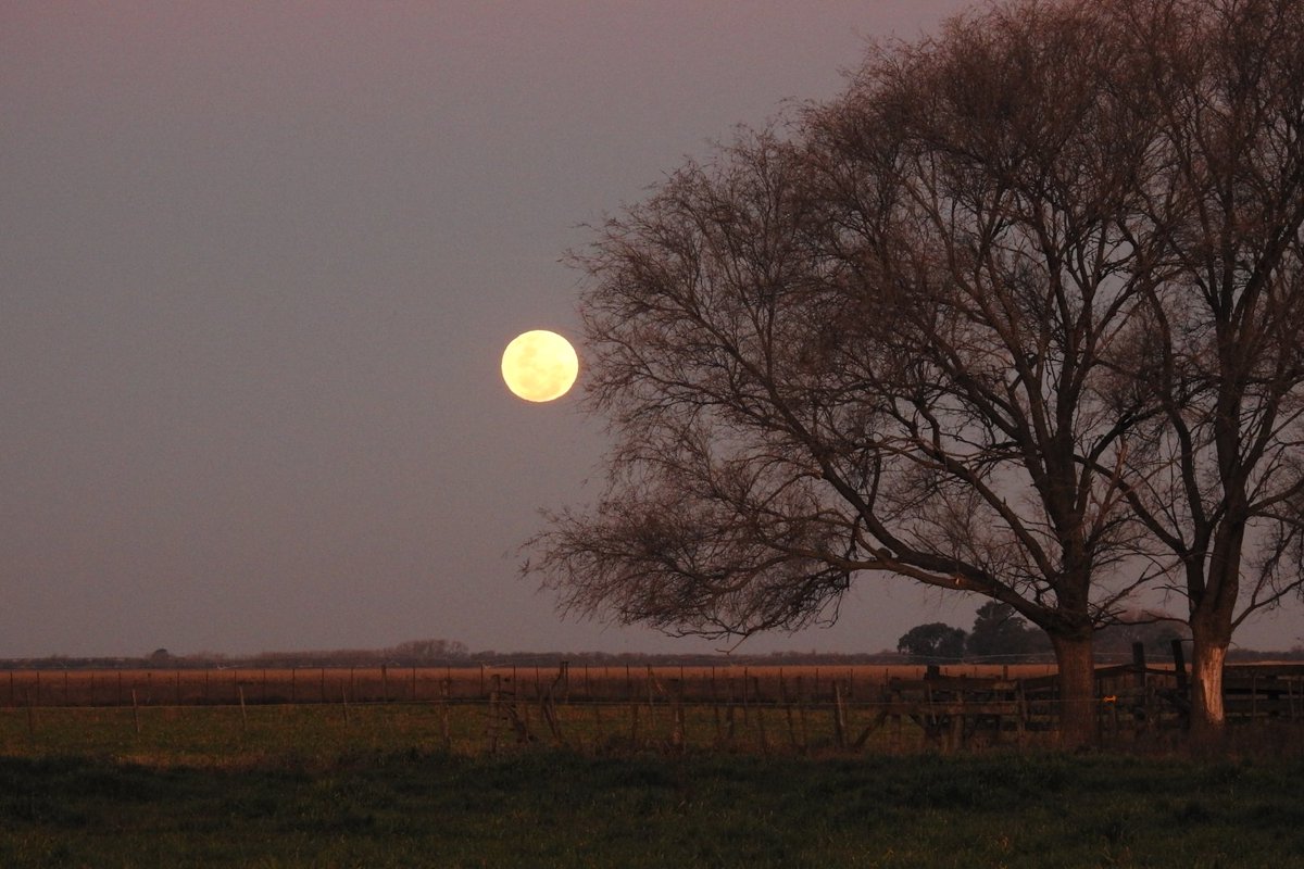 belumase's tweet photo. #SuperLuna de #esturion https://t.co/2zvtwFyT4S
