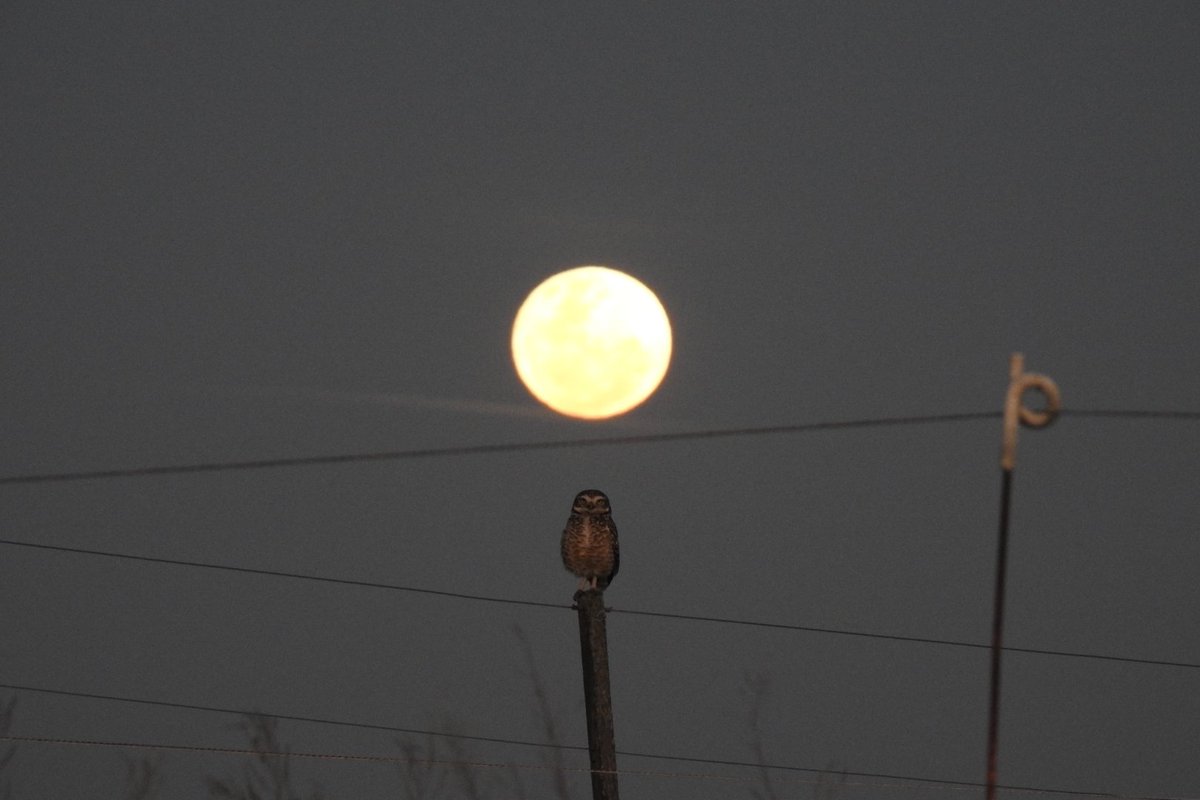 belumase's tweet photo. #SuperLuna de #esturion https://t.co/2zvtwFyT4S