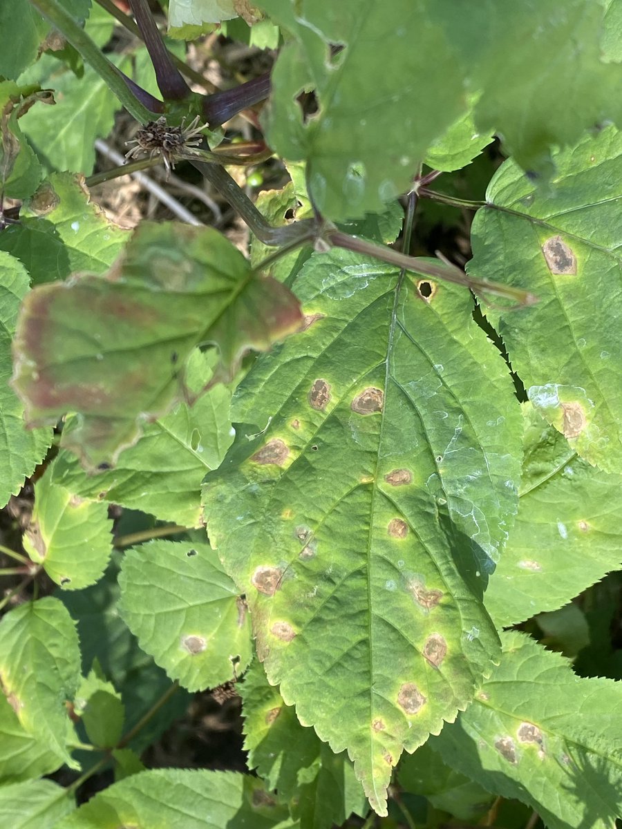 Pretty cool Alternaria lesions on Ginseng.