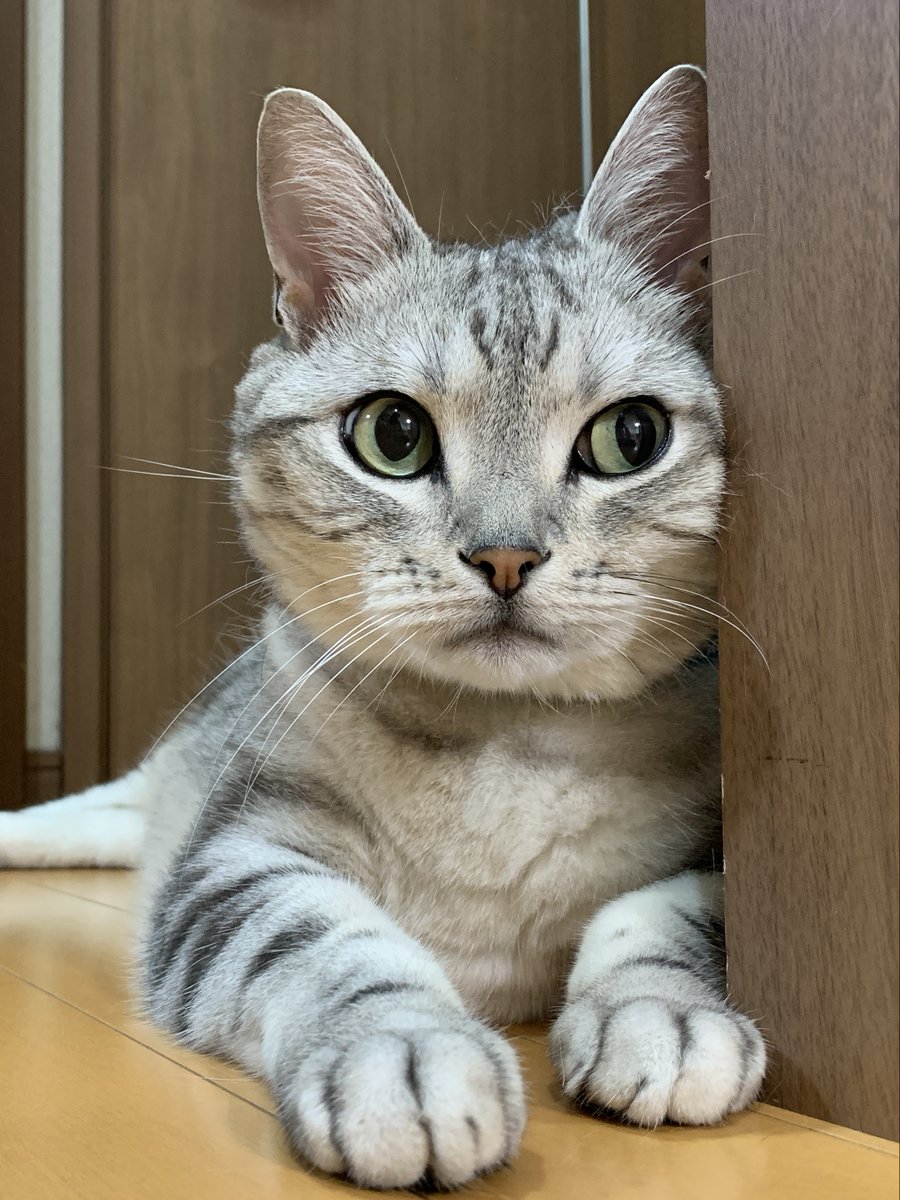 mifuyu_916's tweet photo. 昨日載せたサスケが好評だったのでアップにしてみました https://t.co/QFXlikMj0L