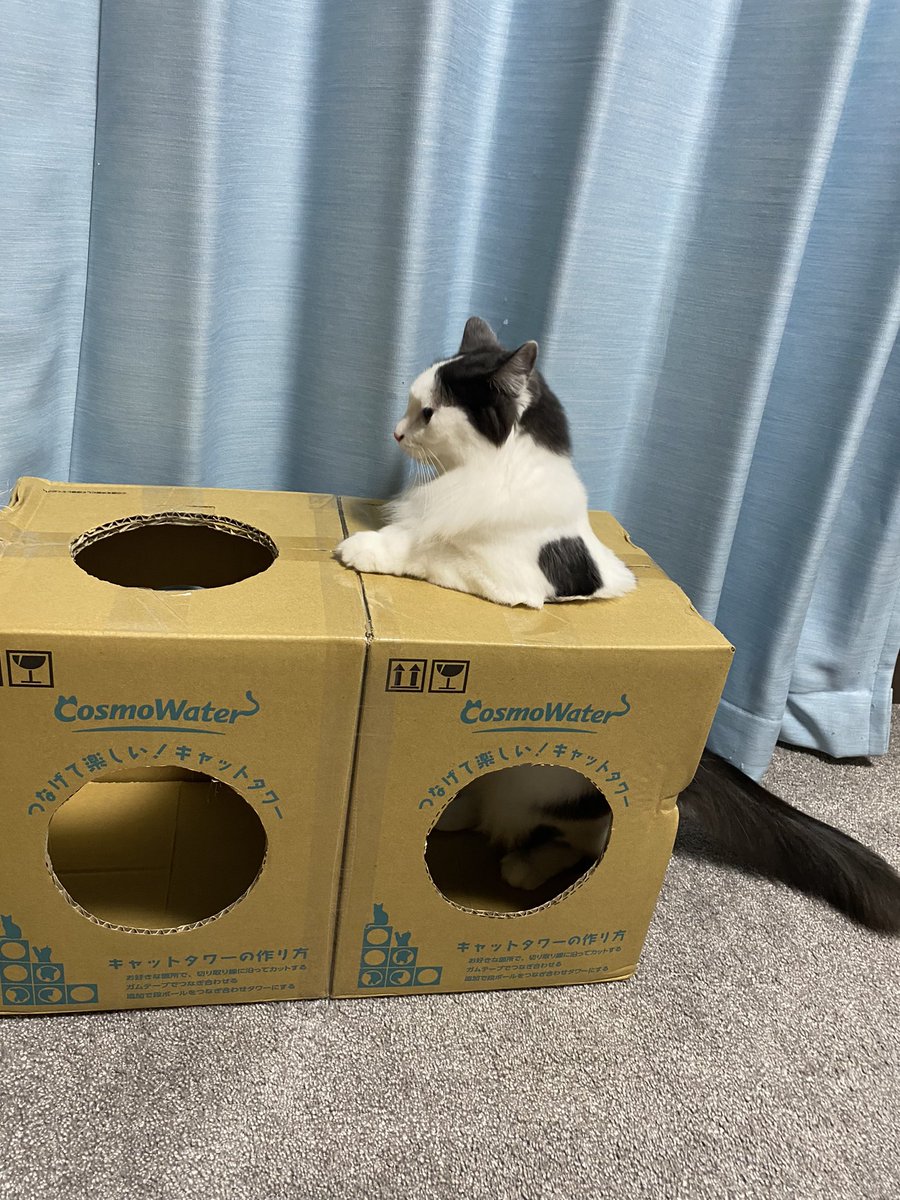HARUNAMINIr50's tweet photo. コスモウォーターニャンボール。
うちの子達詰まりがち。
#cosmowater #ニャンモデル
#猫 #ねこ #にゃんこ #保護猫 #ふわもこ部 #ねこのいる生活 https://t.co/gG8tkKjrXD
