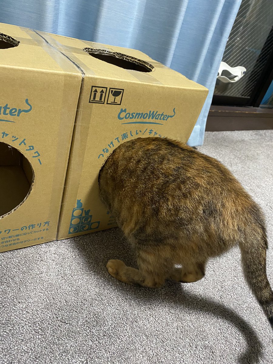 HARUNAMINIr50's tweet photo. コスモウォーターニャンボール。
うちの子達詰まりがち。
#cosmowater #ニャンモデル
#猫 #ねこ #にゃんこ #保護猫 #ふわもこ部 #ねこのいる生活 https://t.co/gG8tkKjrXD