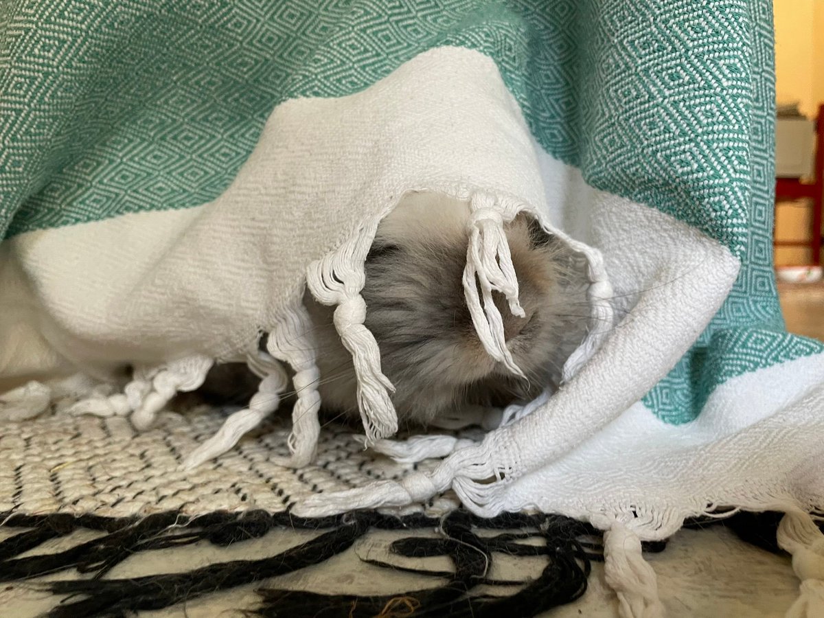 Khajiit Supports Palestinian Liberation (@itskatsheet) on Twitter photo <a href="/kaletherabbit/">Kale the rabbit ๐ณ๏ธโ๐๐ณ๏ธโโง๏ธ</a> 'oughee..... me crops this year... they shan't grown'th as they shoul't... my seventen poor daughters will starve for the winter...' <a href="/kaletherabbit/">Kale the rabbit ๐ณ๏ธโ๐๐ณ๏ธโโง๏ธ</a> 'oughee..... me crops this year... they shan't grown'th as they shoul't... my seventen poor daughters will starve for the winter...'