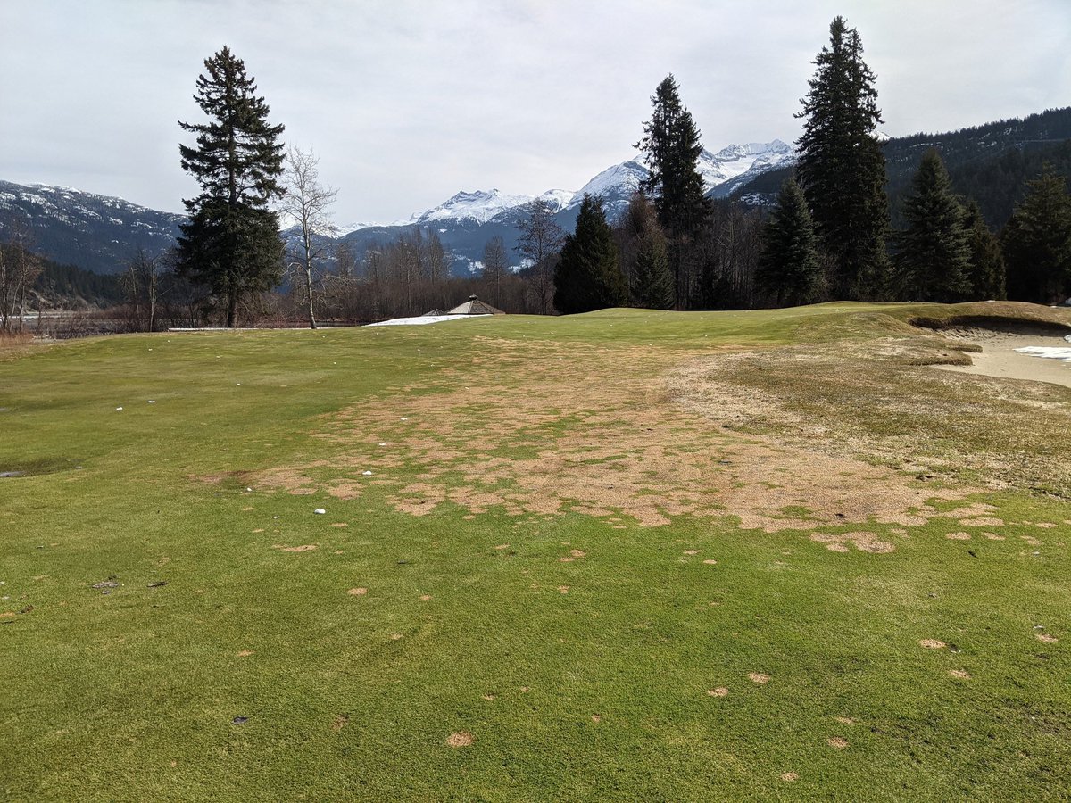 aaronmansbridge's tweet photo. @iTweetTurf Missed winter fungicide spray. https://t.co/Wahncni6V4