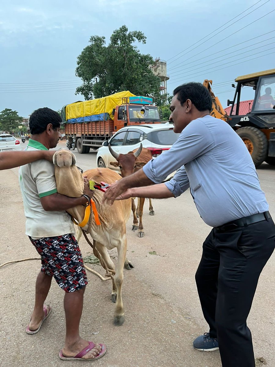 IASTripathiCG's tweet photo. #StrayCattle #ReflectiveBands #NHSH #Tagging @RajnandgaonDist #AnimalWelfare #RoadSafety @ChhattisgarhCMO @RChoubeyCG @amitabhjn @KPSingh_IAS https://t.co/KBO9gs0RQU