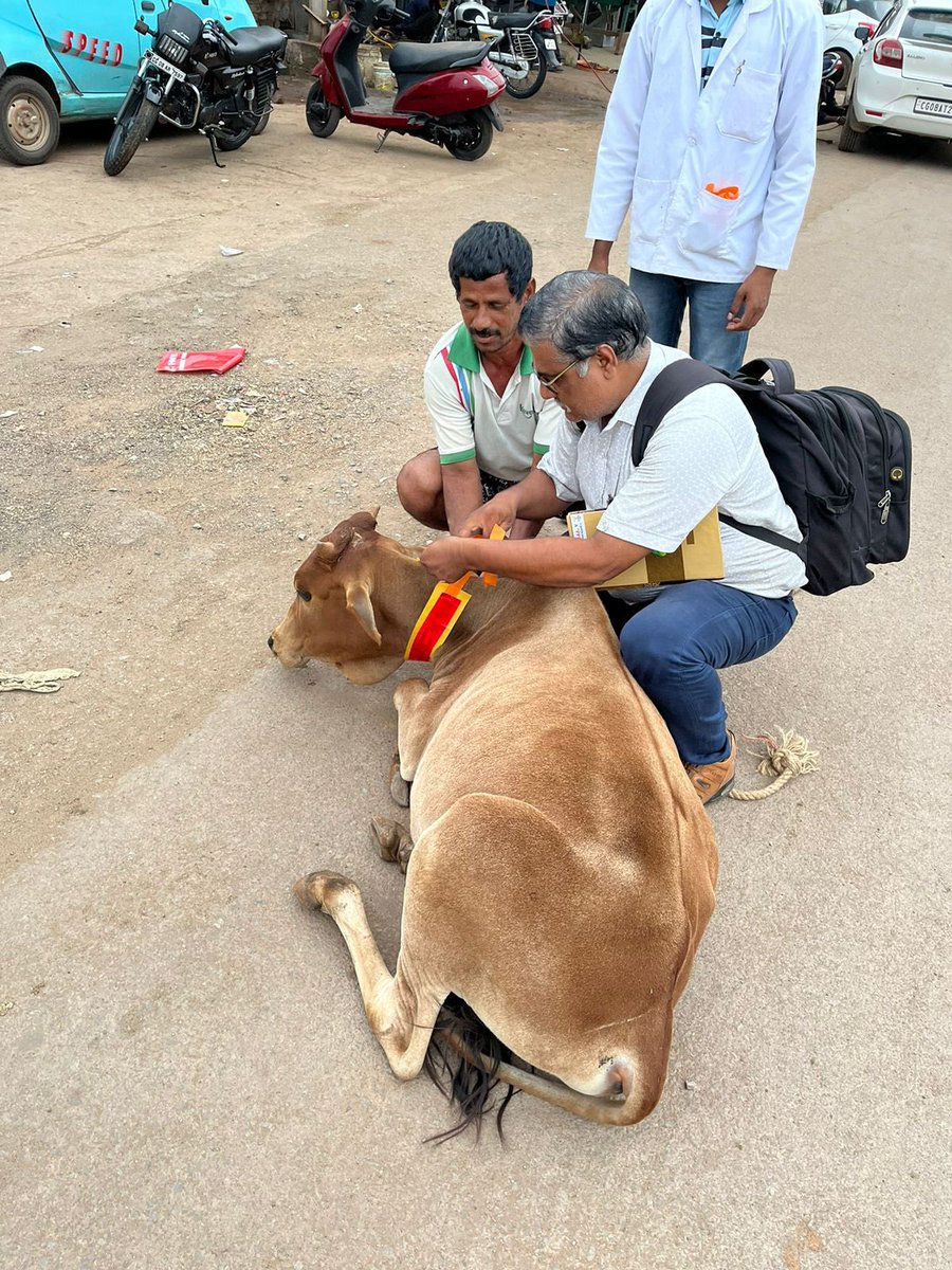 IASTripathiCG's tweet photo. #StrayCattle #ReflectiveBands #NHSH #Tagging @RajnandgaonDist #AnimalWelfare #RoadSafety @ChhattisgarhCMO @RChoubeyCG @amitabhjn @KPSingh_IAS https://t.co/KBO9gs0RQU