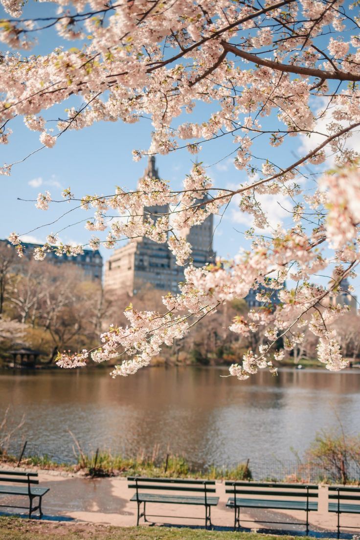 hoshi spring blossoms

#HOSHI   #호시   <a href="/pledis_17/">세븐틴(SEVENTEEN)</a>