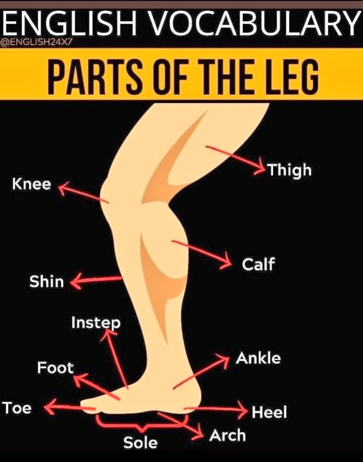 English Learning Everyday on X: Parts of the Leg.