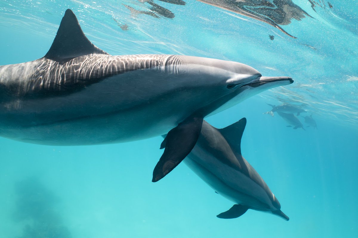 Red Sea spinner dolphins. Wonderful encounters that bring a big smile to your face!