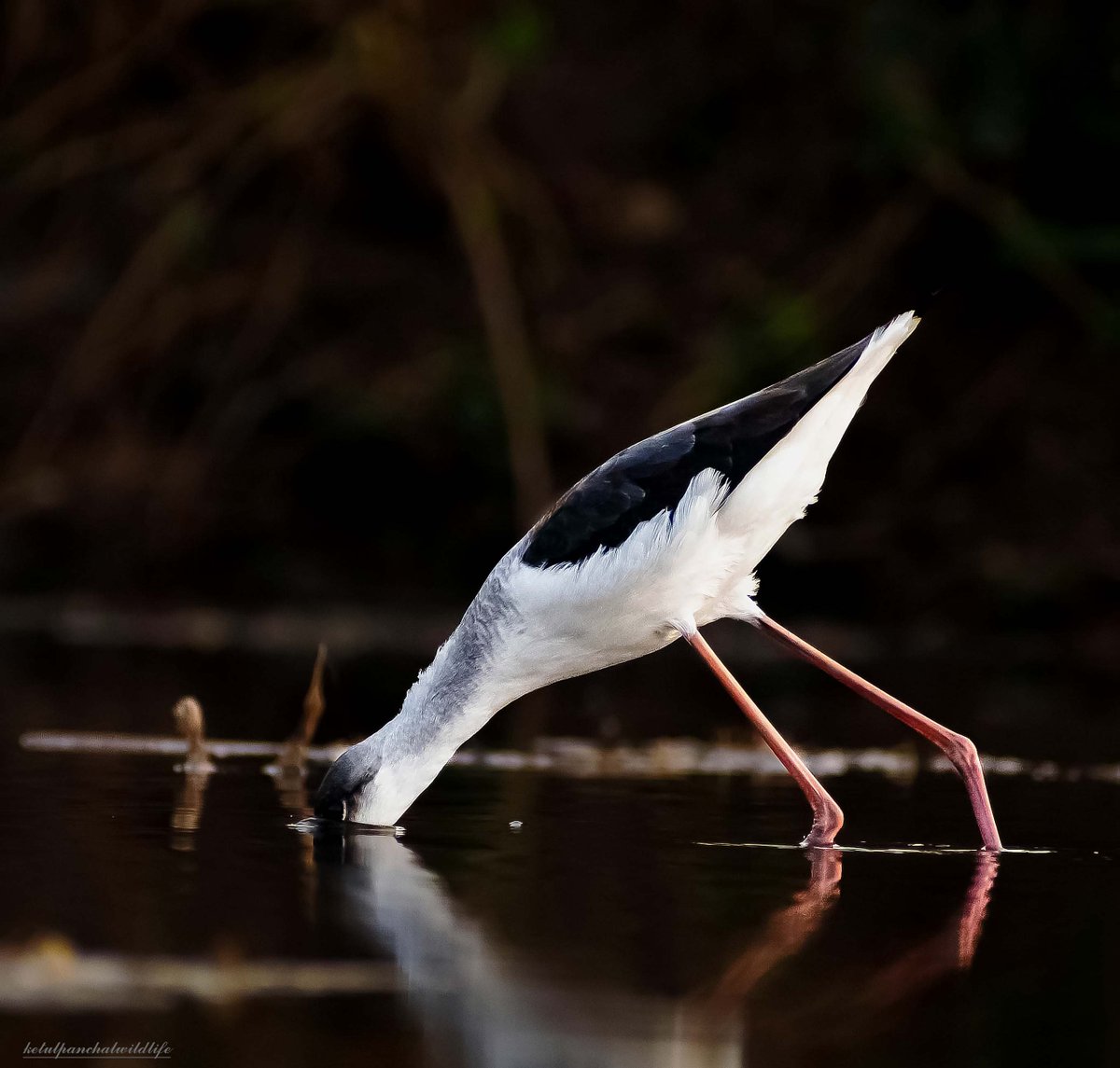 Name : Black-winged stilt
#ketulp5
#clickedbyketulp5wildlife
#Blackwingedstilt #birds
#birdslovers #birdsphotography
#wildlife #wildlifephotography
#wildlifephotographer
#wildlifeofindia #wildlifeonearth #earthcapture
#nature #NaturePhotography 
#BBCWildlifePOTD 
#nikond7500