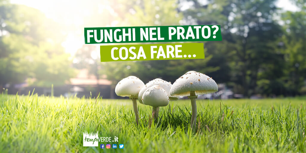 Tempoverdesrl's tweet photo. La presenza dei #funghi nel #tappetoerboso è legata al clima della stagione ed all’umidità del suolo. Spuntano più facilmente anche quando irrighiamo eccessivamente ed erroneamente il giardino...
👉 https://t.co/4vElvASge0 https://t.co/Ci2ZpzS4bC