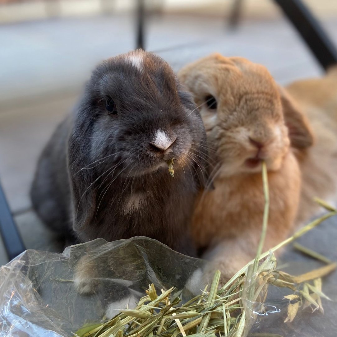 PetRehomerUK's tweet photo. Adopt Reggie & Cleo Currently living in #London | For details and to enquire ๐๐ท| PetRehomer
https://t.co/pxn8EKm4Vt
#adoptarabbit #rabbitadoption #rabbitadoptable #rabbitadoptions #rabbits #bunny #bunnylove #bunnystagram #bunnyoftheday #bunnygirl #adoptdontshop #ukbunnies https://t.co/GwhBBV6mI7