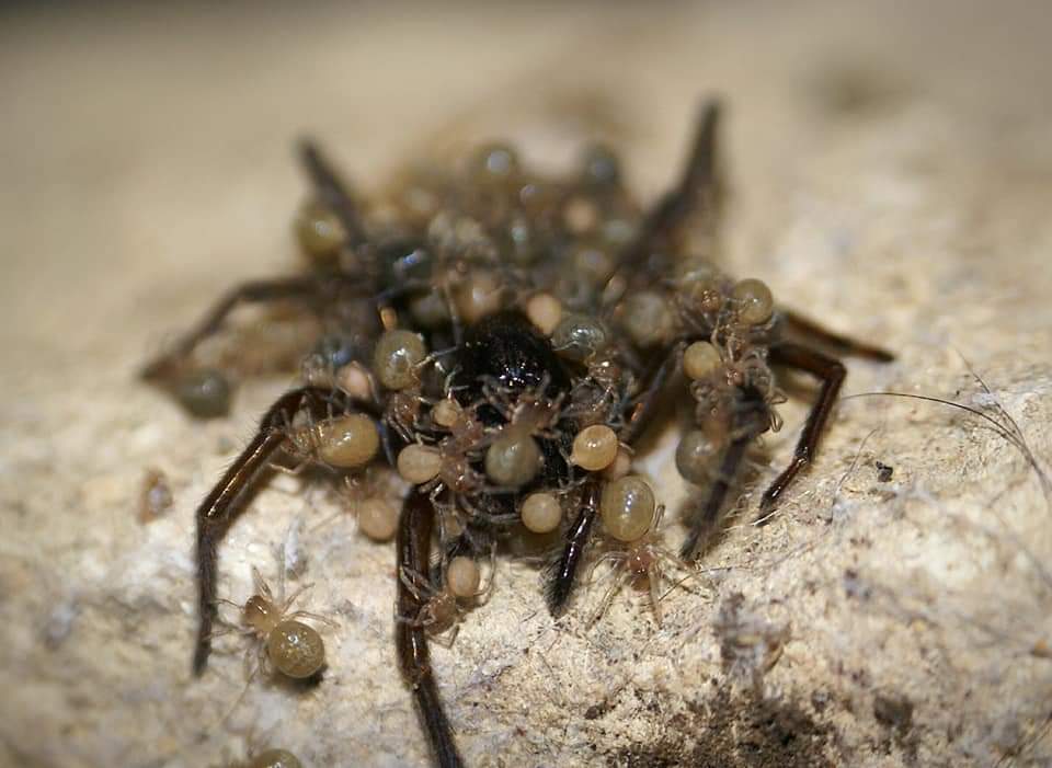 alicebw4's tweet photo. Two years ago I followed a female Amaurobius ferox with her egg sac all the way through to matriphagy, the ultimate sacrifice where the mother invites her babies to eat her as their first meal. You can see some of the darker abdomens of the babies where they have had a good feed. https://t.co/M85jcIEaZc