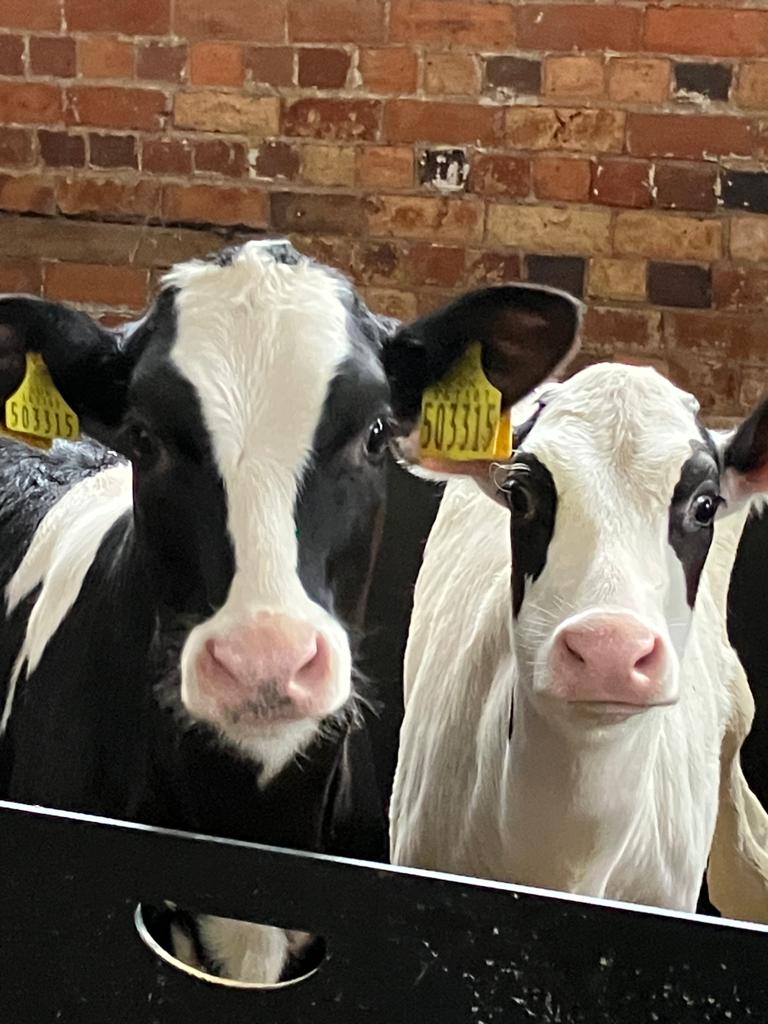 AgrovistaUK's tweet photo. Delighted to witness the @FarmersWeekly Awards judging process and visit @GGIILLOO at Statford Farm, Staffordshire - a nominee for Dairy Farmer of the Year! We are proud to be headline sponsor for this year's awards. #ForOurGrowers #FarmersWeeklyAwards https://t.co/nhDPmDnMiR