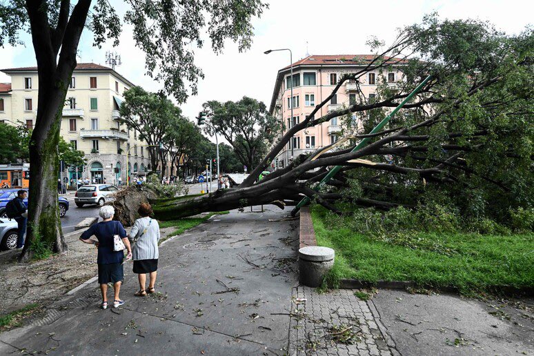 A Milano per il maltempo sono caduti 5000 alberi. Cinquemila. Molti trascurati, malati, cresciuti nel luogo sbagliato. Forse bisogna ricordare a sindaco, assessori e ambientalisti vari che gli alberi non bisogna solo piantarli. Bisogna anche curarli. #2Agosto #Milano <a href="/BeppeSala/">Beppe Sala</a>