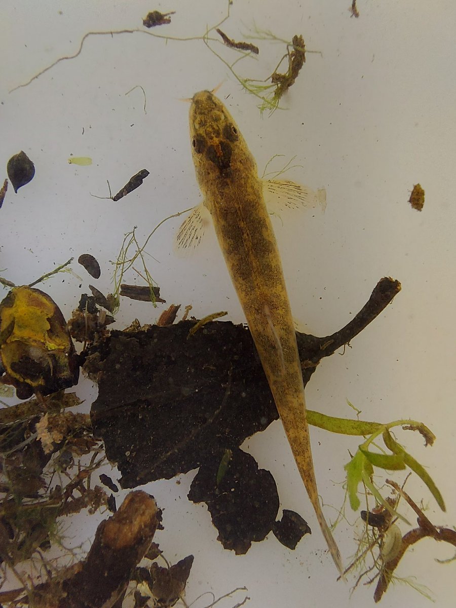 Come visit us at the Wildlife Discovery area on the Wet Meadow by the River Trent.

<a href="/StaffsWildlife/">StaffsWildlife 🦔🍄🦇</a> <a href="/StaffsEcology/">Staffs Ecology</a> #WildChildFestival2023

Stone Loach