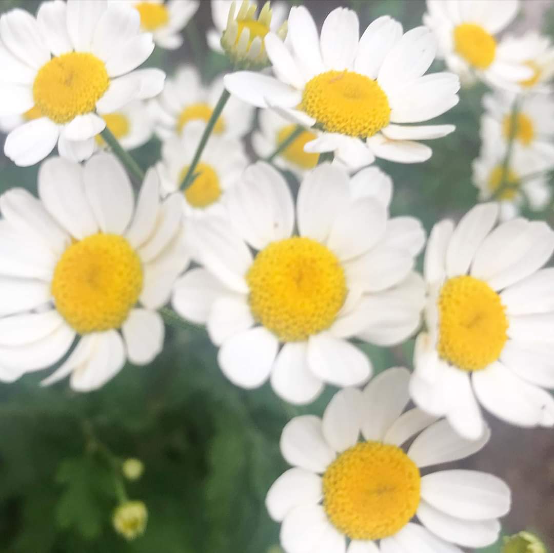 ayurvedanelly's tweet image. #feverfew
ayurveda-by-nelly.blogspot.com/2021/01/feverf…