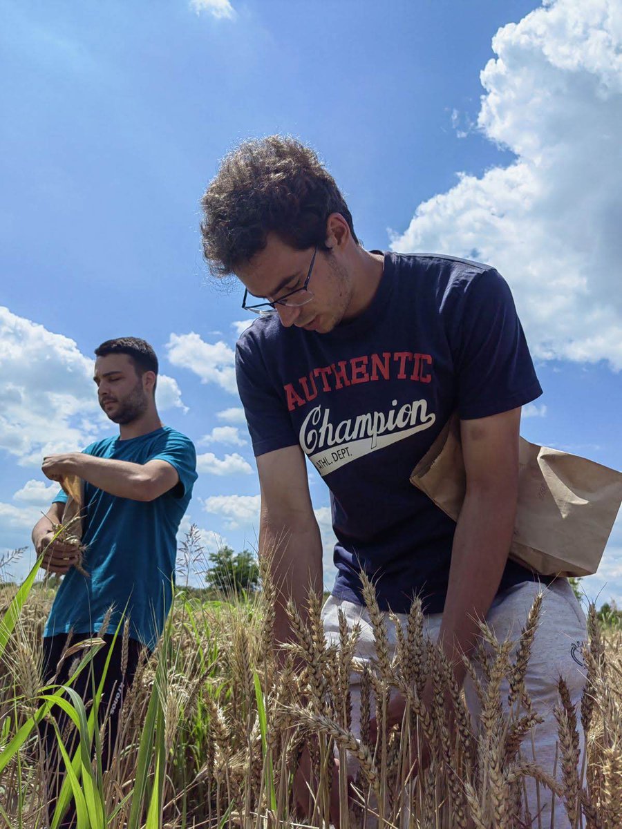 #BenefitSharing Fund GRAINEFIT project of @planttreaty is organizing hands-on field demonstrations for students & young professionals to promote onfarm diversity, discuss needs & problems of rural youth & raise their awareness of the benefits of #PGRFA in climate vulnerable areas