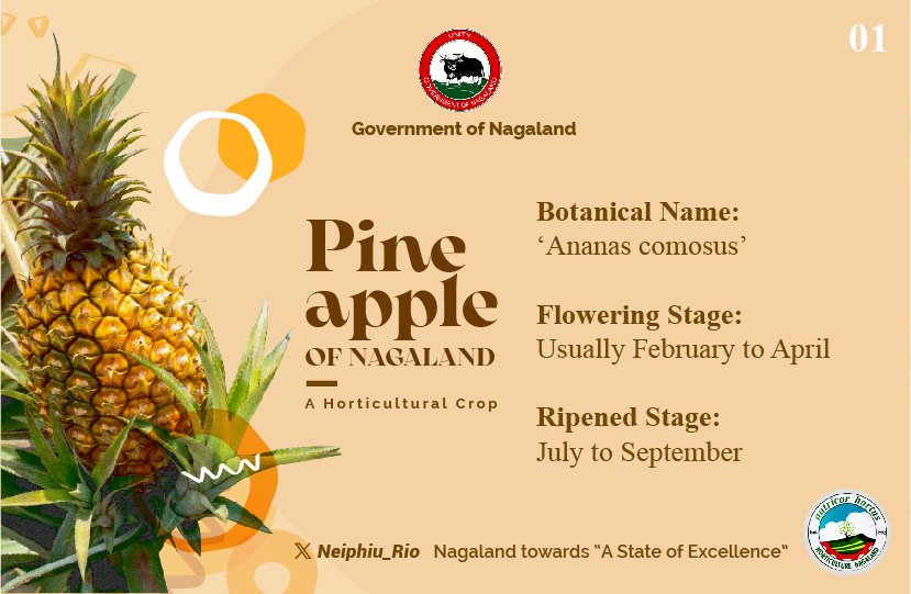 Neiphiu_Rio's tweet photo. Nagaland Pineapple, a tropical fruit with many health benefits is a focus crop of the State Govt. Owing to suitable climatic conditions, the pineapple grown in Nagaland has a burst of sweetness and rich flavour. The two varieties grown are: Kew and Queen. #KnowYourGovernment https://t.co/bvLA73vEA9