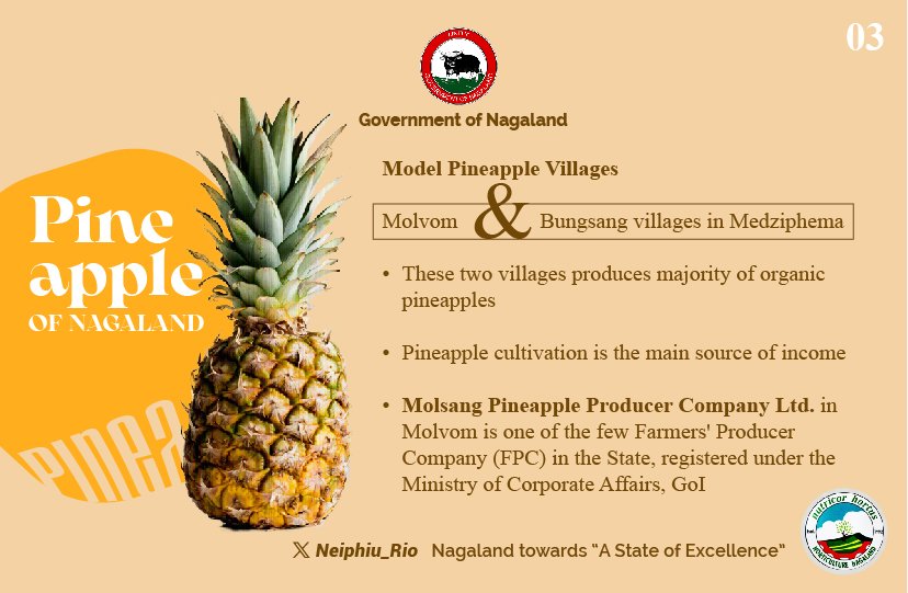 Nagaland Pineapple, a tropical fruit with many health benefits is a focus crop of the State Govt. Owing to suitable climatic conditions, the pineapple grown in Nagaland has a burst of sweetness and rich flavour. The two varieties grown are: Kew and Queen. #KnowYourGovernment