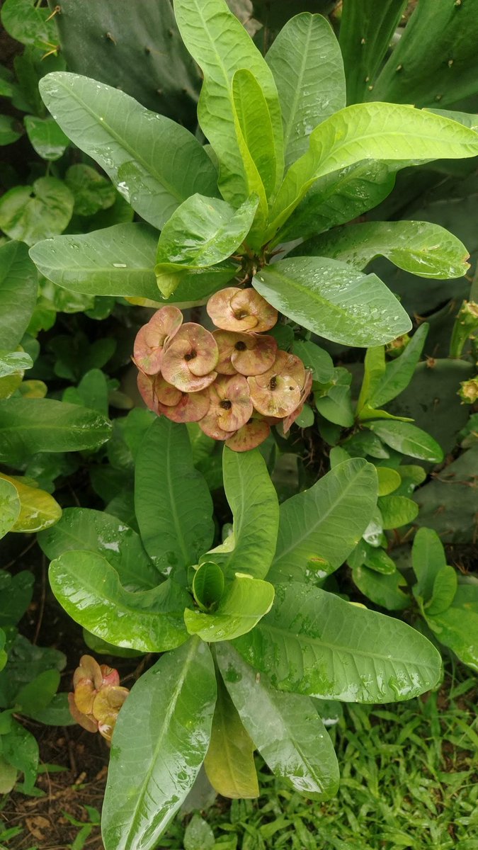 Crown of thorns- Euphorbia milii 😍
#Universityofdelhisouthcampus #udsc