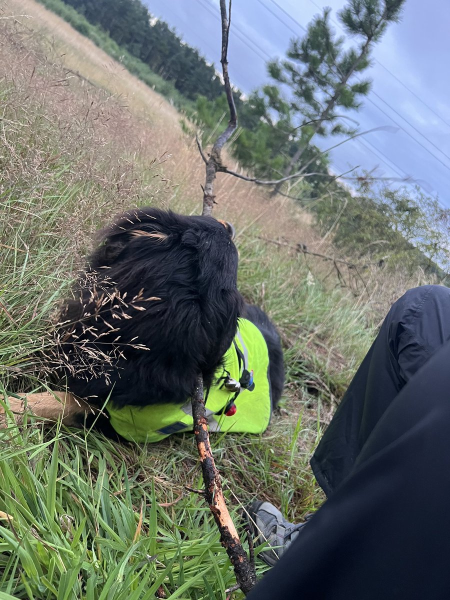 Nothing better than a nibble on a big stick after a long tiring search and finding a favourite dogsbody last night. #dogtraining #searchandrescue <a href="/MRSearchDogsEng/">Mountain Rescue Search Dogs England</a> <a href="/NNPMRT/">NNPMRT</a>