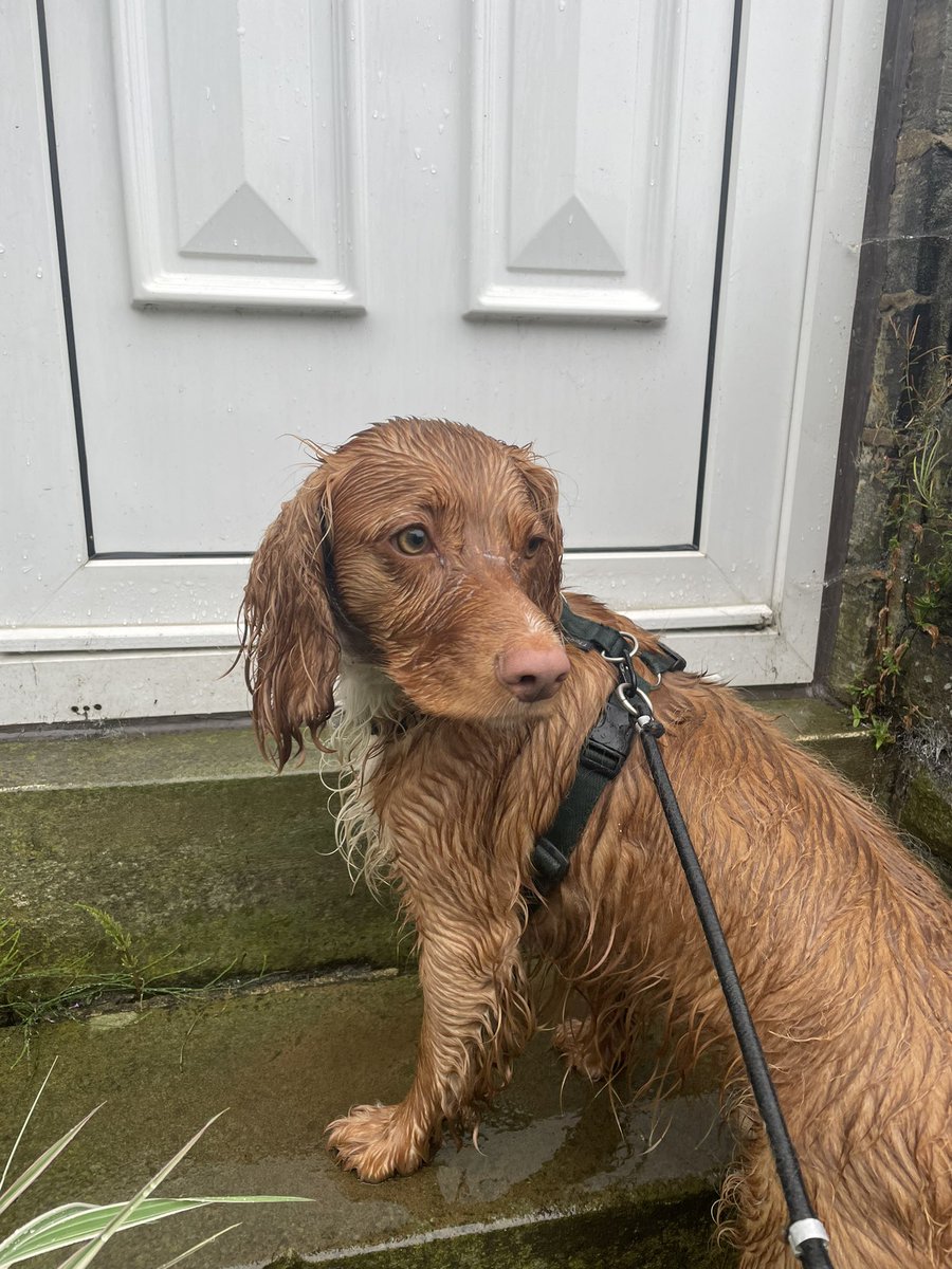 Claramcg's tweet photo. Thank the fashion gods for waterproofs!  #acai #belstaff and #timberland … and you can’t beat the smell of fresh wet dog in the summer! https://t.co/ca0gIPZCB4
