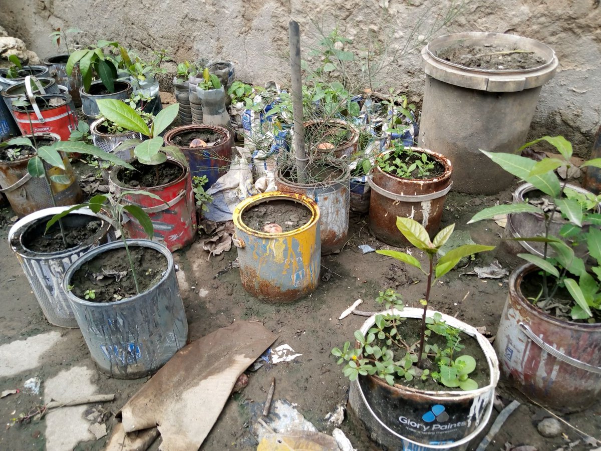 natr_natro's tweet photo. Orchard seedling nursery in progress #natro #fruitgardening #zerohunger #foodsecurity https://t.co/ThxYucDbST