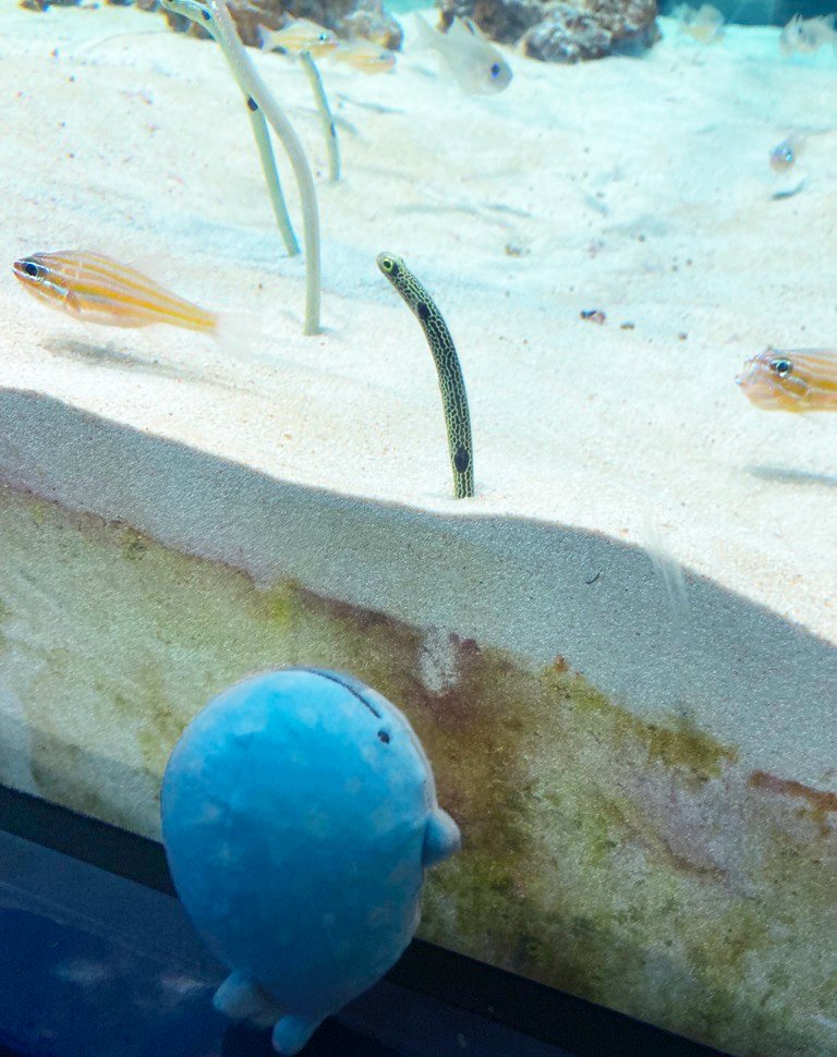 🐟～
ちんあなご～