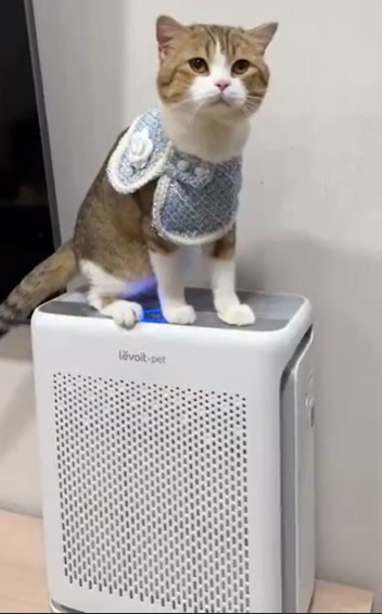 LevoitThailand's tweet photo. ขอบคุณทุกคนที่เลือกใช้เครื่องฟอกอากาศสำหรับสัตว์เลี้ยง #Levoit #Petcare เราสร้างยอดขายได้ มากกว่า 2 พันเครื่องภายใน 1 เดือน📷📷📷
📷ซื้อออนไลน์ที่ :
Shopee:   https://t.co/v2um2KlyEA
Lazada :  https://t.co/AgonlWKkta
NocNoc:  https://t.co/VdMDqLo5Qo
Tiktok  Store https://t.co/yKZleBwD2x