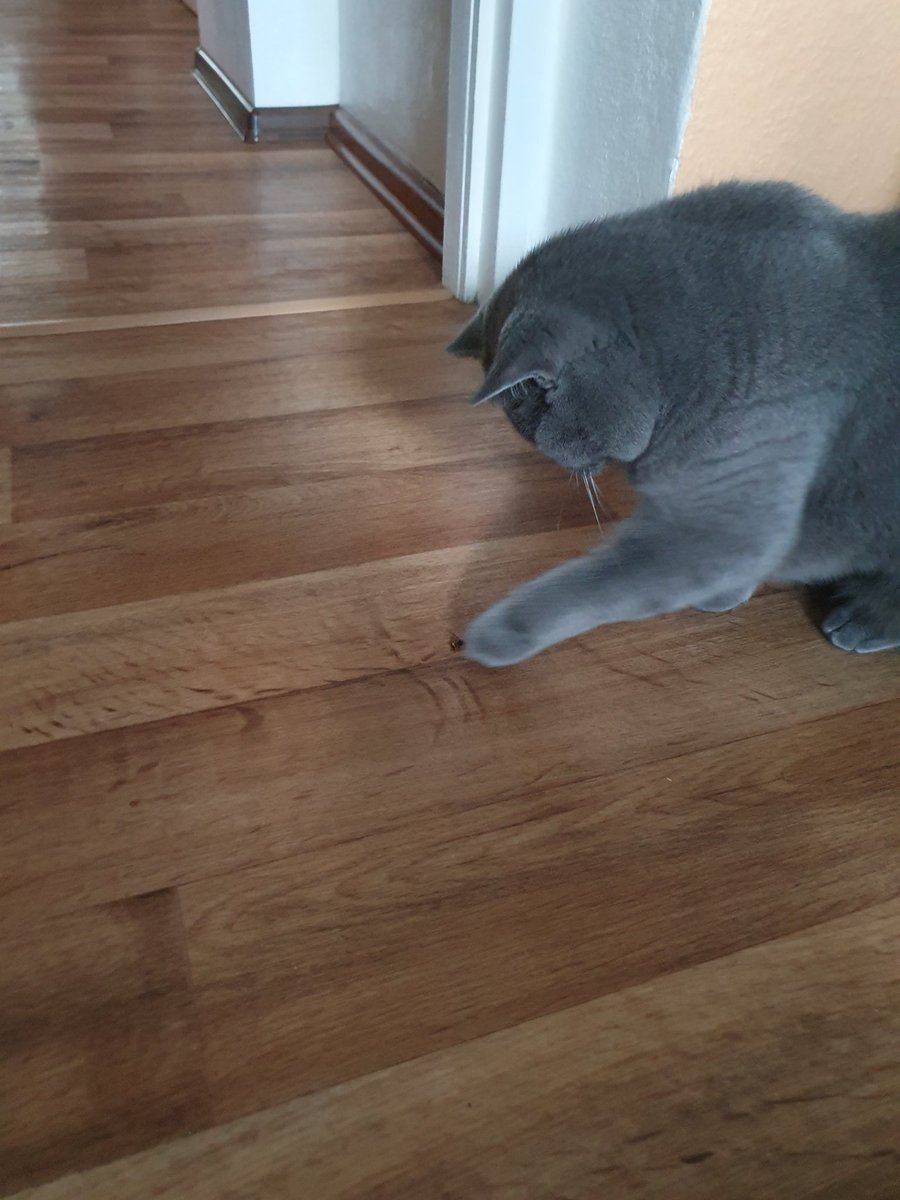 she is on a mission to protect this house from all intruders (like this wasp)