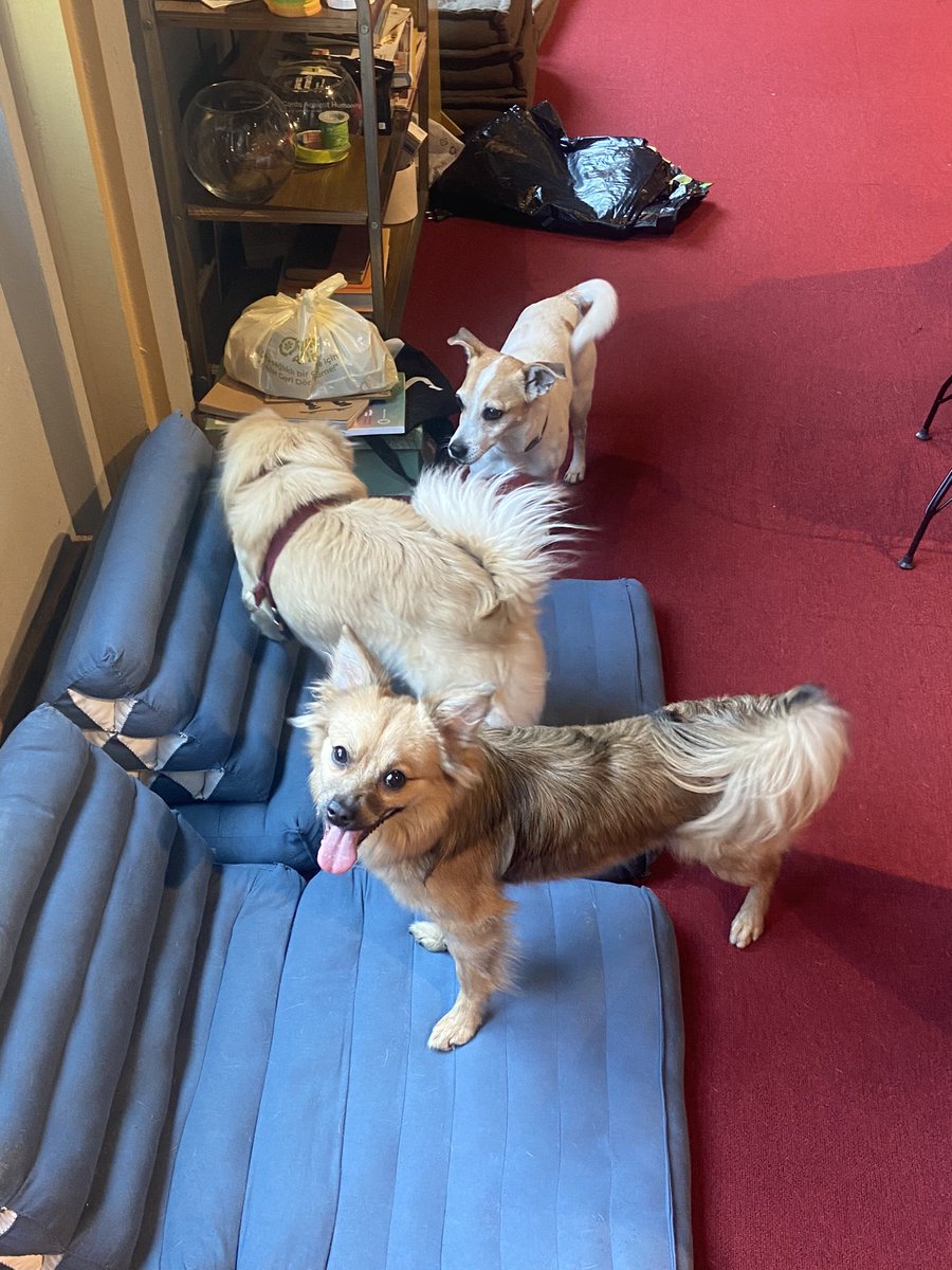 wiseslang's tweet photo. ofisin köpek popülasyonu insan popülasyonuna ağır basıyo şu anda https://t.co/9dOr8yDKQz