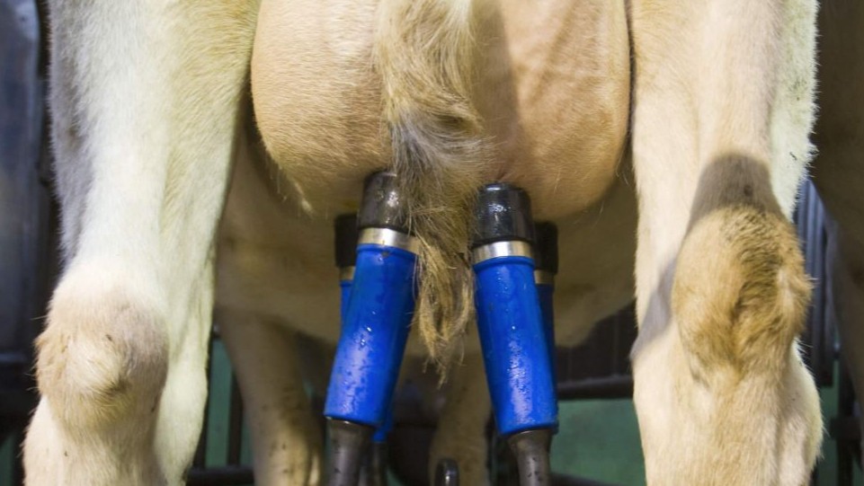 🐄 Door langere dagen, hogere temperaturen en vers weidegras komen eiwit- en vetgehaltes onder druk te staan. Maar het loont nog steeds om hogere gehaltes te melken. Met voeding kan er gestuurd worden op gehaltes in de melk. Op onze website lees je hoe. 👉 bit.ly/3ODnkSL