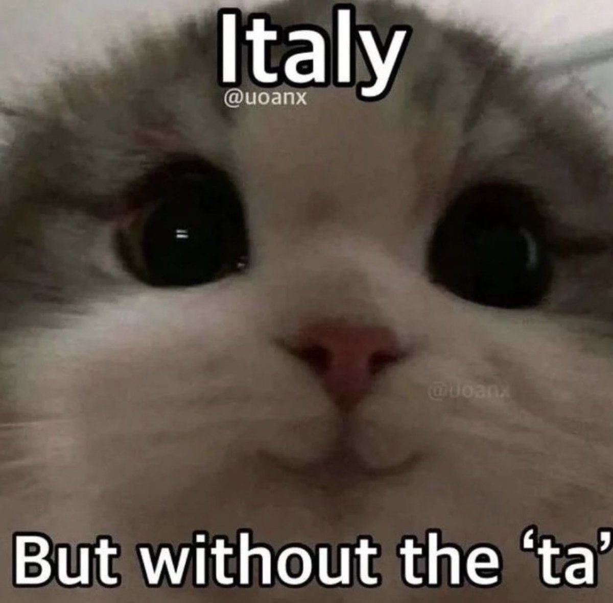 PostsOfCats's tweet image. 