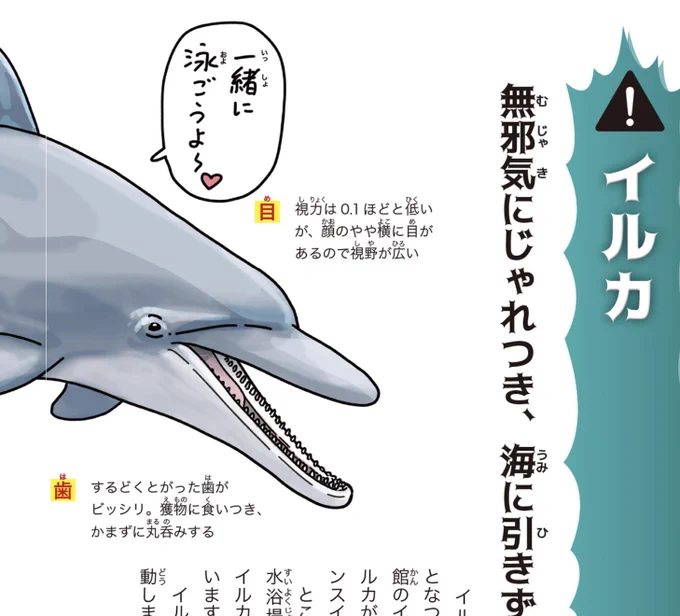 野生のイルカに手出して、被害にあう例が今年もまた発生したそうですが、イルカは遊んでるつもりでもバリバリの野生動物なので、舐めてかかると最悪死にます。    #すごい危険な生きもの図鑑 https://amzn.to/3PJV4zE   海水浴中にイルカにかまれる 手足15針縫う  