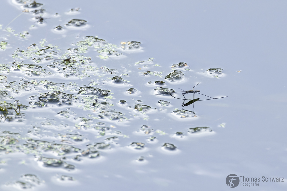 fotografie_ts's tweet photo. water skipper…
#wasserläufer #waterskipper #gerridae #insekten #insects
#nature #naturephotography #natur #naturfotografie #canondeutschland #canoneosr7 #canon #canonphoto #karlsruhe #thomasschwarzfotografie https://t.co/1vsJQHQEKA