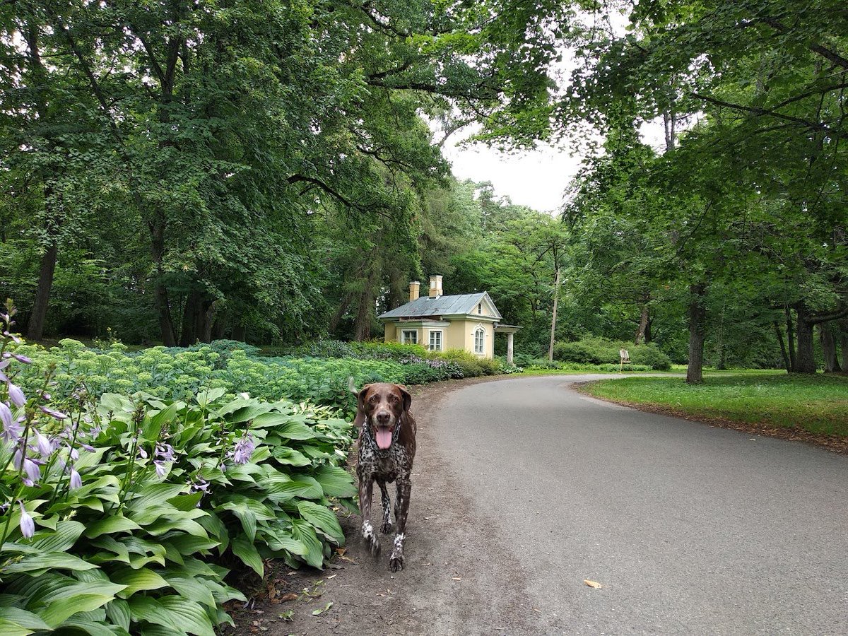 porkytheunique's tweet photo. Tribute to my doggy dog Rhea. After complications with the tumour on her snout, and in general old age, she was put down to rest yesterday, 1st of August 2023. She lived for 15 years and nearly 4 months. Rest in Peace, pooch, and thank you for all the sweet memories ❤️

#RIP #Dog https://t.co/vEhzZmVw7b
