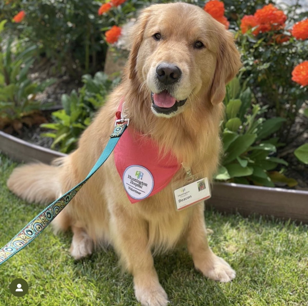 huntingtonnews's tweet image. Happy Tuesday from our pet-assisted therapy volunteer (and all-around good boy), Beacon!  #PetAssistedTherapy #GoodDoggo #CompassionateCommunityCare