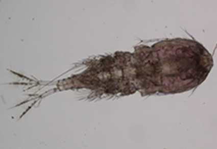 Zootaxa's tweet photo. Cyclops divergens Lindberg, 1936 (#Cyclopoida: Cyclopidae): first record of occurrence in Lake Superior, #USA
https://t.co/uU1JMvb47h
#Taxonomy https://t.co/jgBnGNphZ8