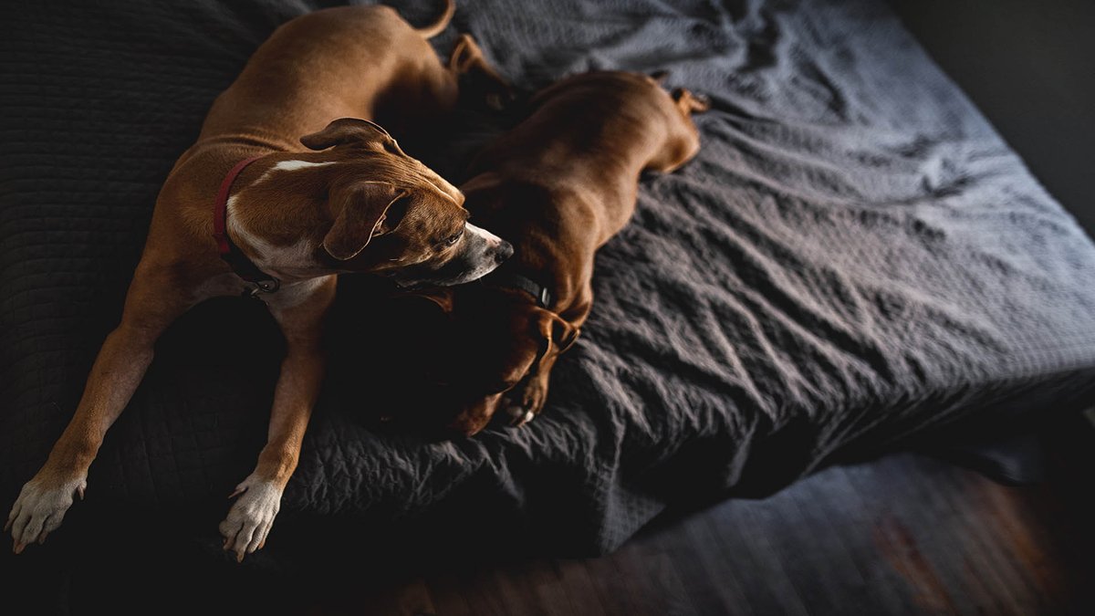 sage_s65739624's tweet photo. Honey is rich in natural sugars, in addition to a few minerals and vitamins that are thought to offer an array of medicinal properties. Can our canine companions benefit from #honey, though? #Dogs #Can_dogs_eat_honey #Dogs_Care #Is_honey_benefit_for_dogs
https://t.co/vfJnx7RdD8 https://t.co/DZ5w9hneK4