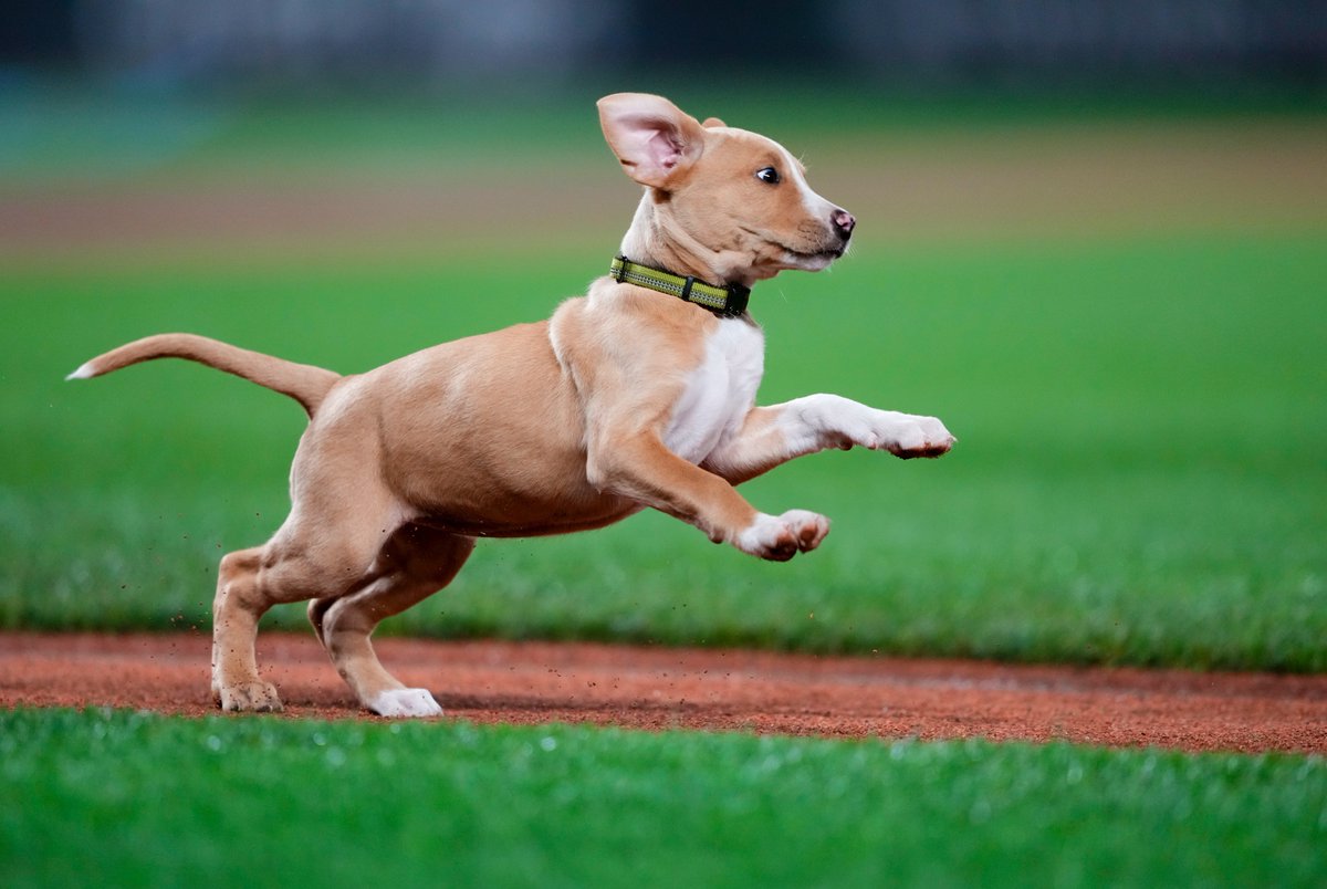lindseywasson's tweet photo. TRADE DEADLINE NEWS: "Derby" (like Home Run Derby) is the latest addition to the #Mariners grounds crew staff... perhaps poised to be deputy to @MarinersPup? However she is also an agile baserunner if needed in the lineup. Not sure how to bite water yet. https://t.co/X0JfwOVTYD