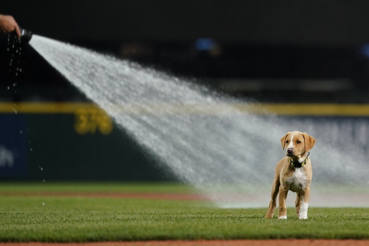 lindseywasson's tweet photo. TRADE DEADLINE NEWS: "Derby" (like Home Run Derby) is the latest addition to the #Mariners grounds crew staff... perhaps poised to be deputy to @MarinersPup? However she is also an agile baserunner if needed in the lineup. Not sure how to bite water yet. https://t.co/X0JfwOVTYD