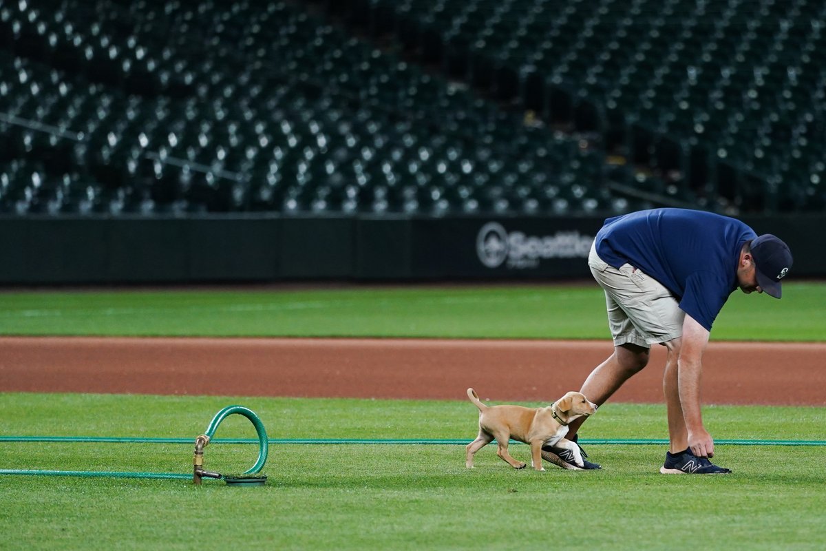 lindseywasson's tweet photo. TRADE DEADLINE NEWS: "Derby" (like Home Run Derby) is the latest addition to the #Mariners grounds crew staff... perhaps poised to be deputy to @MarinersPup? However she is also an agile baserunner if needed in the lineup. Not sure how to bite water yet. https://t.co/X0JfwOVTYD