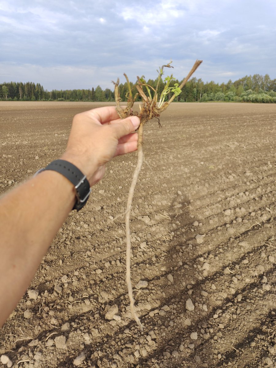 Sinimailanen on ehkä paras kasvi maalle. Mutta se vaatii menestyäkseen hyvän pellon ja kuuluisaa maanviljelys taitoa. Tähän tarkoitus kylvää syysrypsiä, sateet kiusaa. Menee ensi viikkoon, saa nähdä miten käy. Maanviljelijy on tällaista.