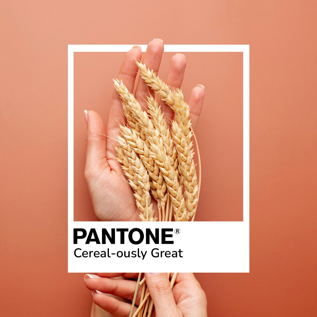 drinkteafit's tweet photo. If Pantone shades were made with our star ingredients, they would be Cereal-ously great just like our TeaFit Iced Teas. 
.
.
.
.
#TeaFit #Pantone #TeaFittime #Pantoneshades #Icedteas #ayurvedic #cleanbeverage #cleandrinks #sharktankindia https://t.co/Rse7yXKfXI